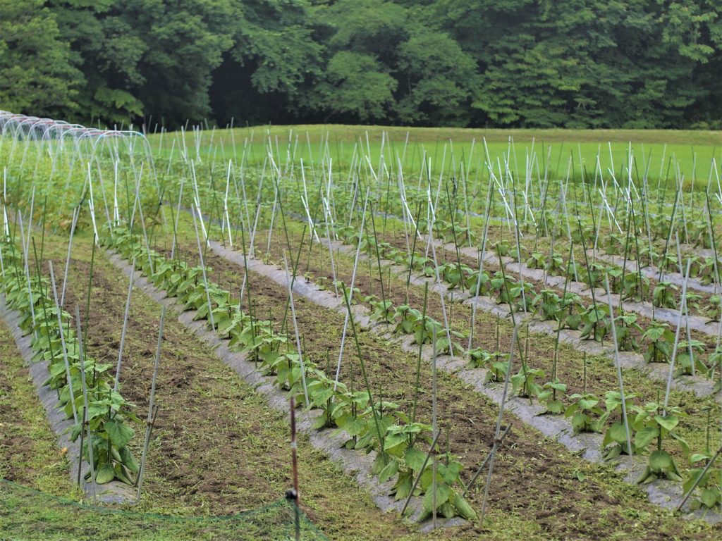 高萩ほおずき 食用ホオズキ 食用ほおずき 茨城 茨城ほおずき フルーツほおずき 有機栽培 オーガニック