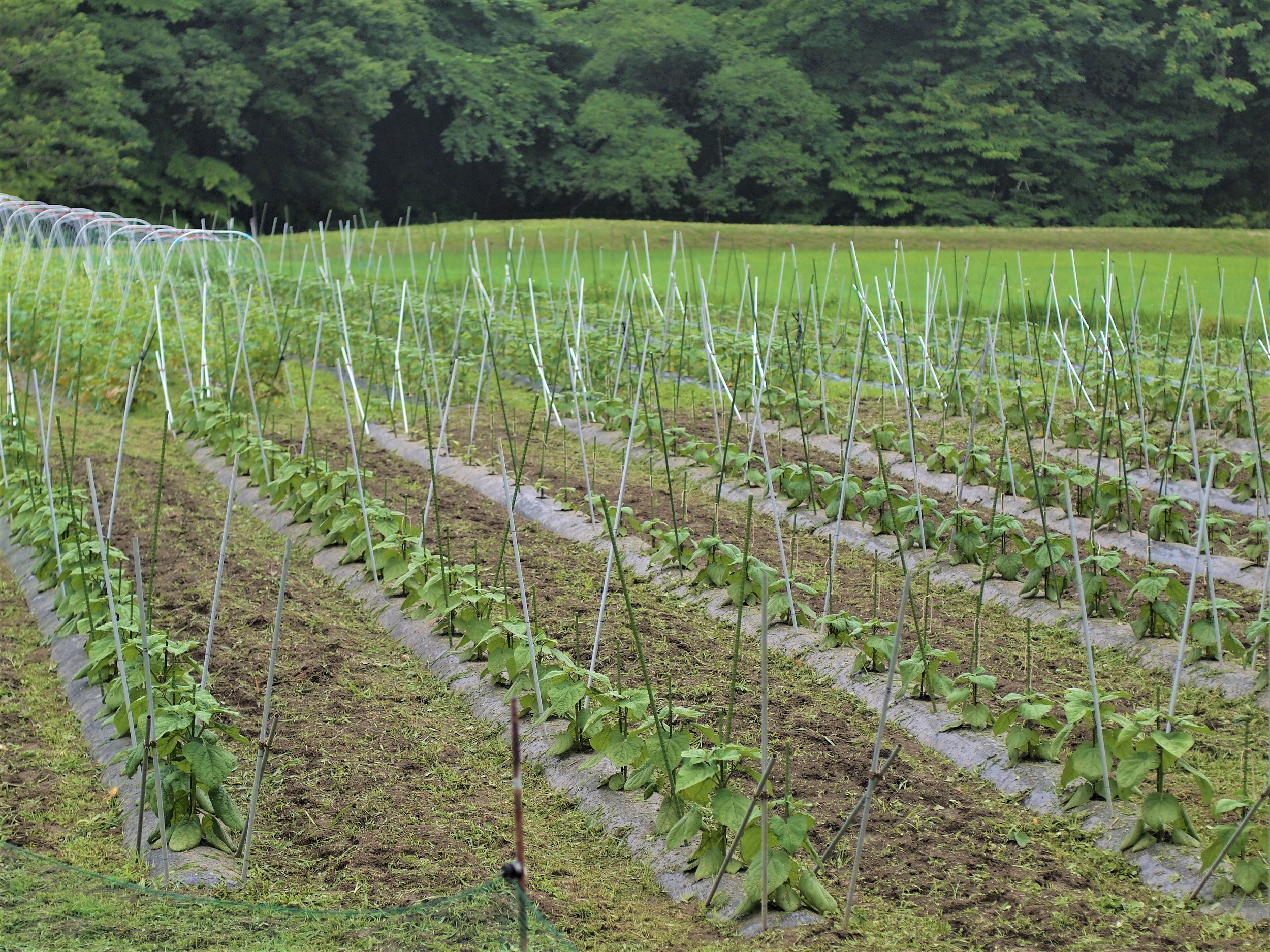 高萩ほおずき 食用ホオズキ 食用ほおずき 茨城 茨城ほおずき フルーツほおずき 有機栽培 オーガニック