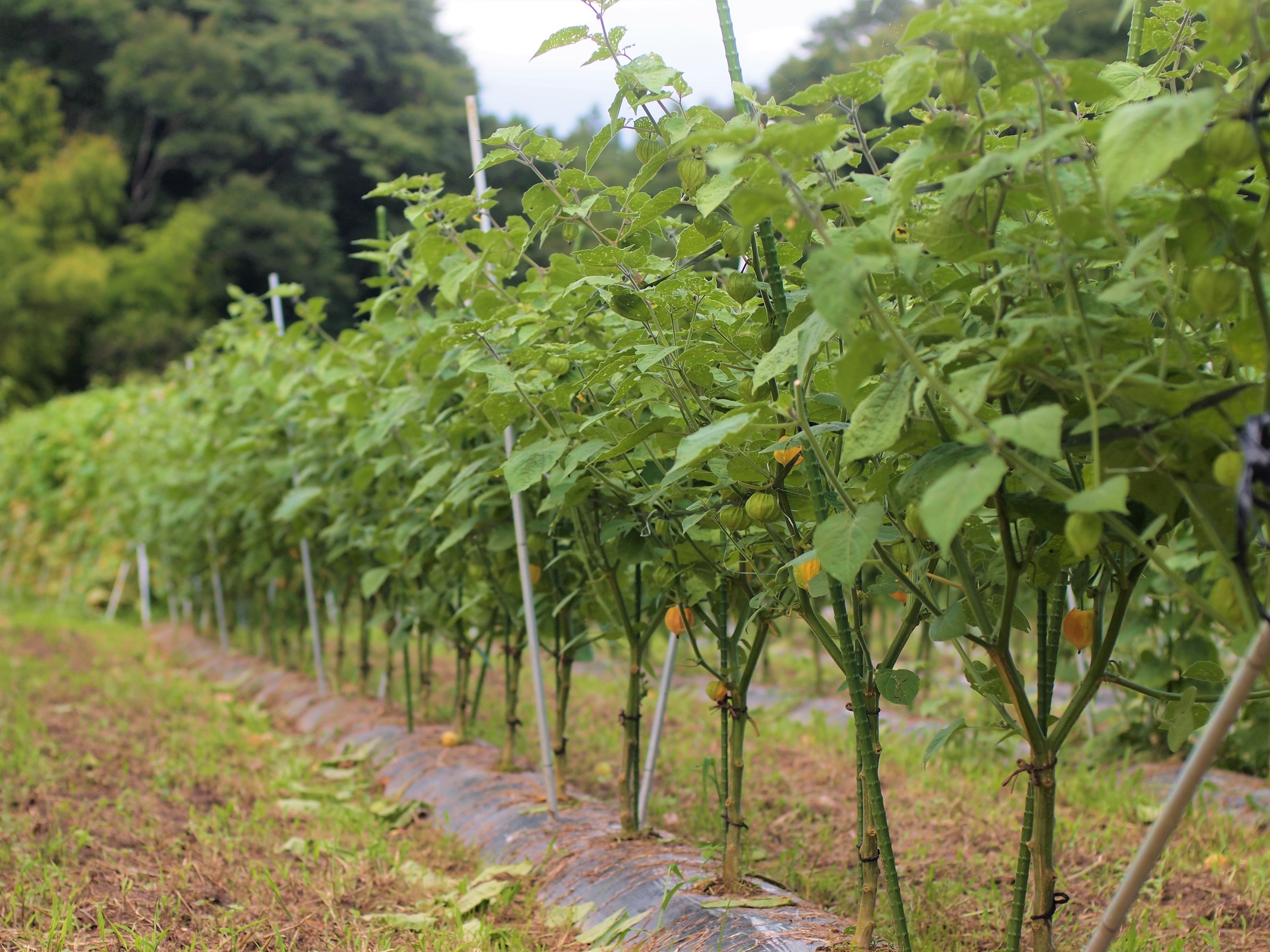 高萩ほおずき 食用ホオズキ 食用ほおずき 茨城 茨城ほおずき フルーツほおずき 有機栽培 オーガニック