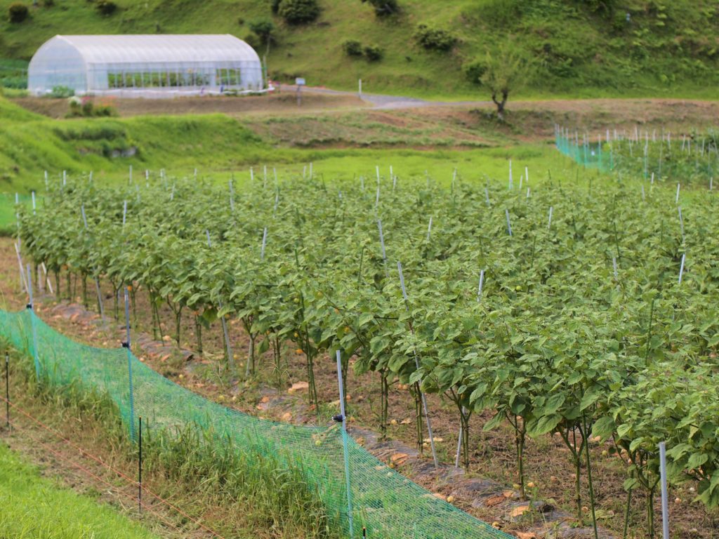 高萩ほおずき 食用ホオズキ 食用ほおずき 茨城 茨城ほおずき フルーツほおずき 有機栽培 オーガニック 高萩ほおずき 食用ホオズキ 食用ほおずき 茨城 茨城ほおずき フルーツほおずき 有機栽培 オーガニック