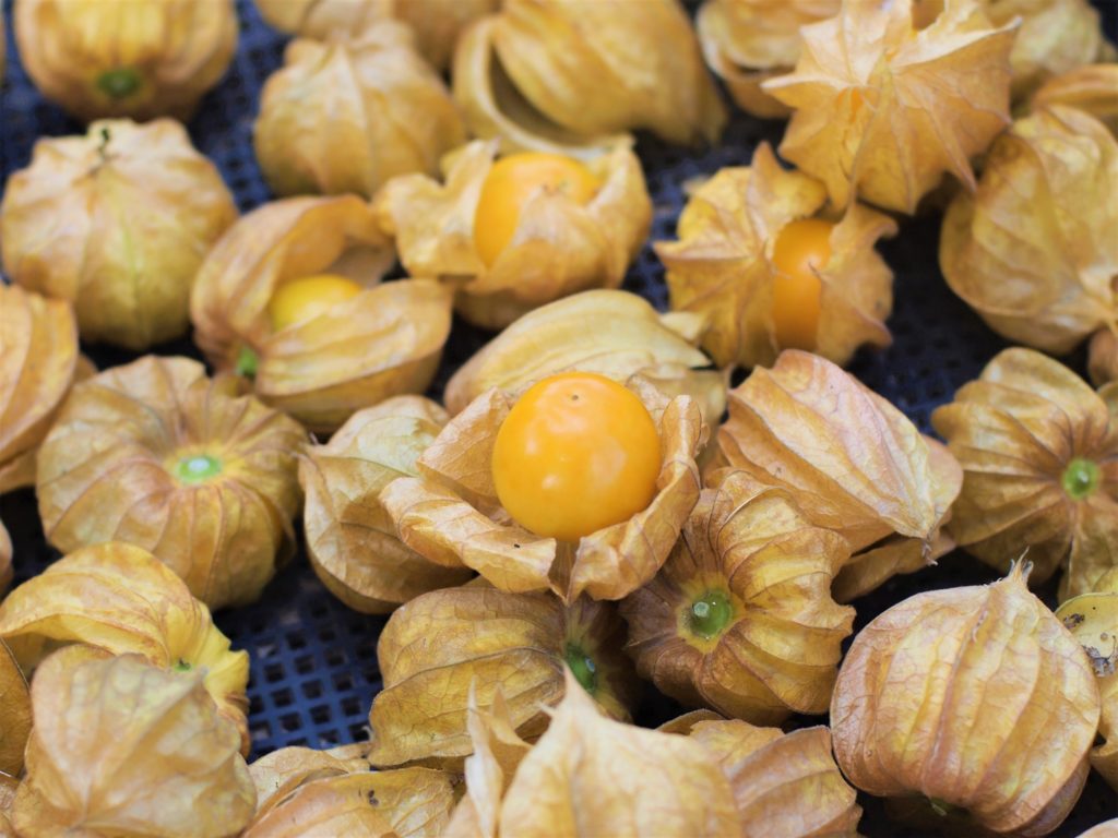 高萩ほおずき 食用ホオズキ 食用ほおずき 茨城 茨城ほおずき フルーツほおずき 有機栽培 オーガニック 高萩ほおずき 食用ホオズキ 食用ほおずき 茨城 茨城ほおずき フルーツほおずき 有機栽培 オーガニック
